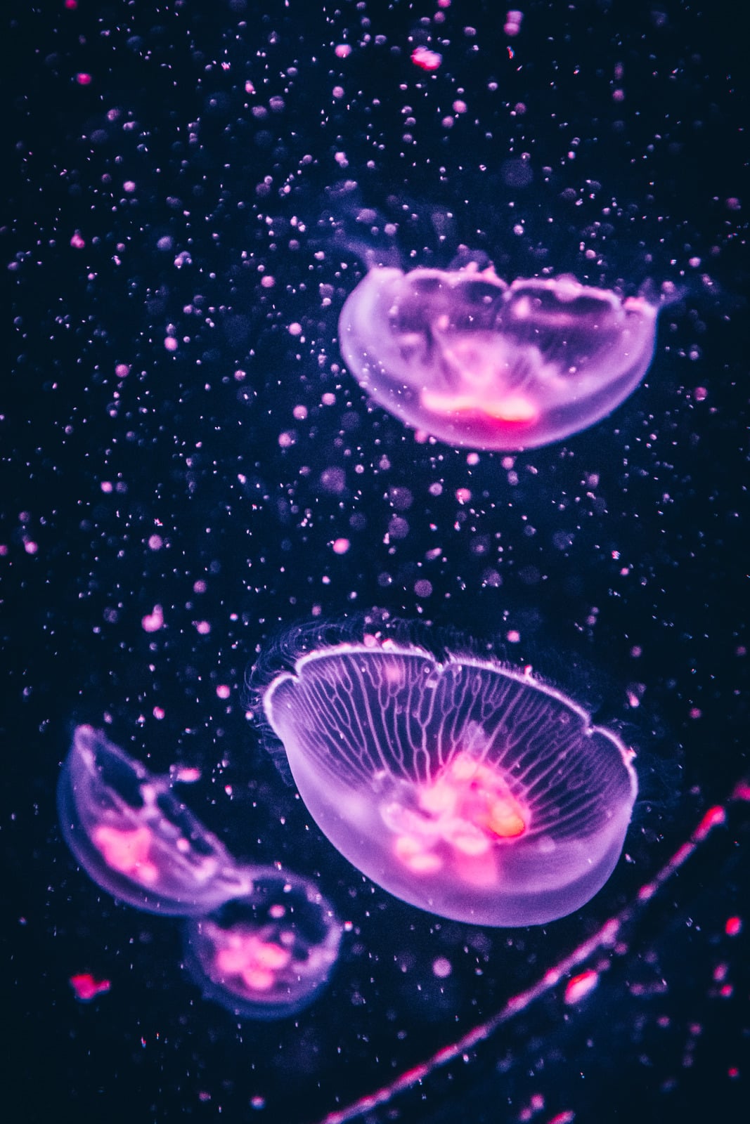 Archeooctopus